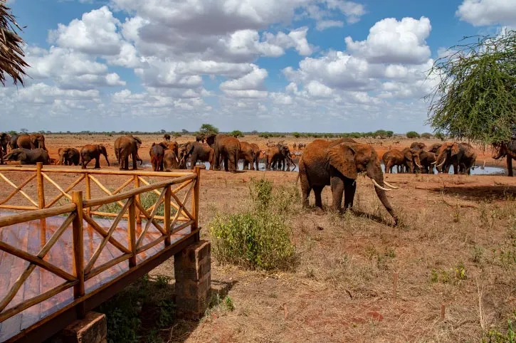 Ngutuni-Wildlife-Conservancy-Ngutuni-Safari-Lodge-explore-with-Adeli-Kenya-Safaris